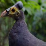 image of bird