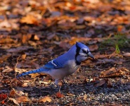 image of jay