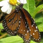 image of animal