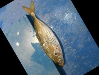 image of fish