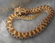 image of hognose_snake #24