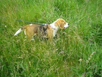 image of beagle