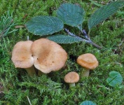 image of mushrooms