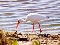 image of ibis