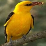 image of bird