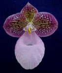 image of hard_leaved_pocket_orchid #0