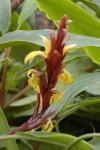 image of flower