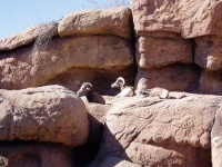 image of bighorn
