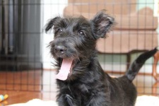 image of scottish_terrier #16