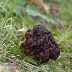 image of gyromitra