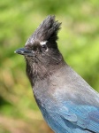 image of jay