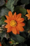 image of flower