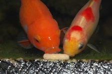 image of goldfish