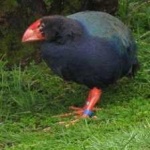 image of bird