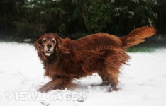 image of irish_setter #29