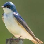 image of bird