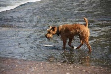 image of irish_terrier #24