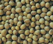 image of fruit_and_vegetable