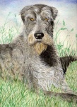 image of irish_wolfhound