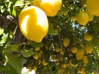 image of lemon #8