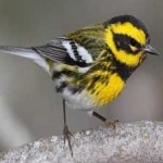 image of bird