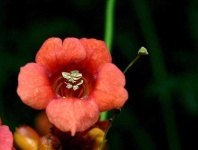 image of flower