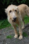 image of irish_wolfhound
