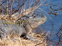 image of american_alligator