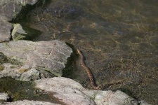 image of water_snake