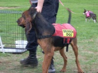 image of bloodhound
