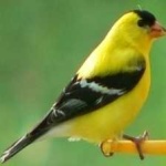 image of bird