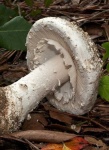 image of mushrooms