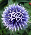 image of flower