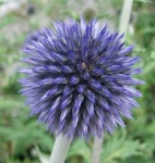 image of flower