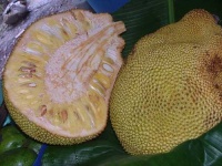 image of jackfruit