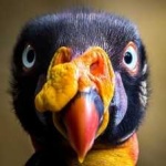 image of bird