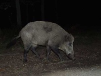 image of wild_boar