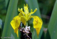 image of yellow_iris #31