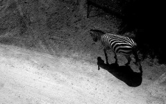 image of zebra
