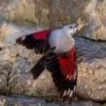 image of bird