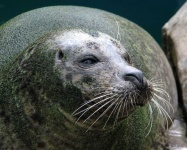 image of animal