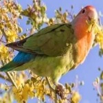 image of bird