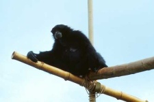 image of siamang