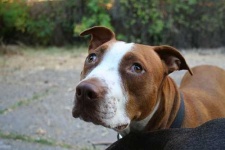 image of american_pit_bull_terrier #26