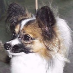 image of papillon