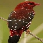 image of bird
