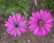 image of flower