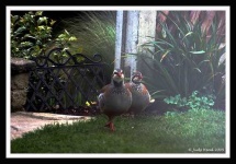image of partridge
