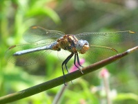 image of dragonfly