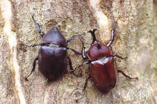 image of rhinoceros_beetle #8